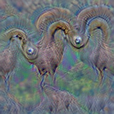 n02412080 ram, tup